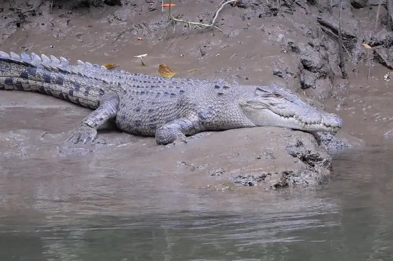 Australian saltwater crocodile.