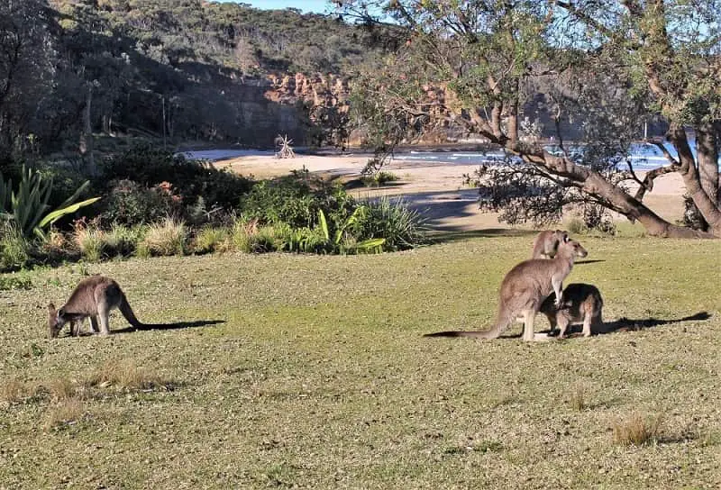 Kangaroos near Batemans Bay in Australia.