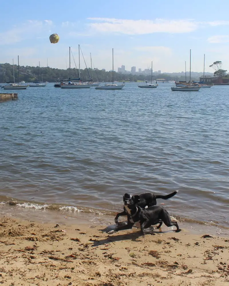 Dogs chasing a ball on the beach on a pet sit in Australia.
